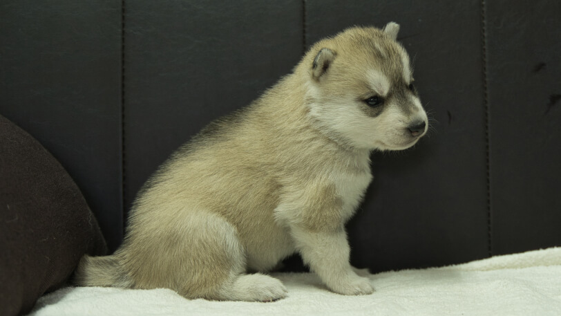 シベリアンハスキー子犬の写真No.202401025右側面1月31日現在