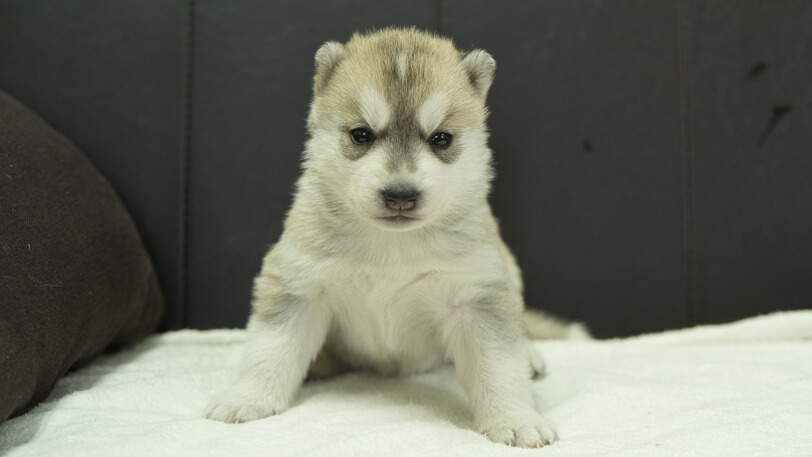 シベリアンハスキー子犬の写真No.202401025正面1月31日現在