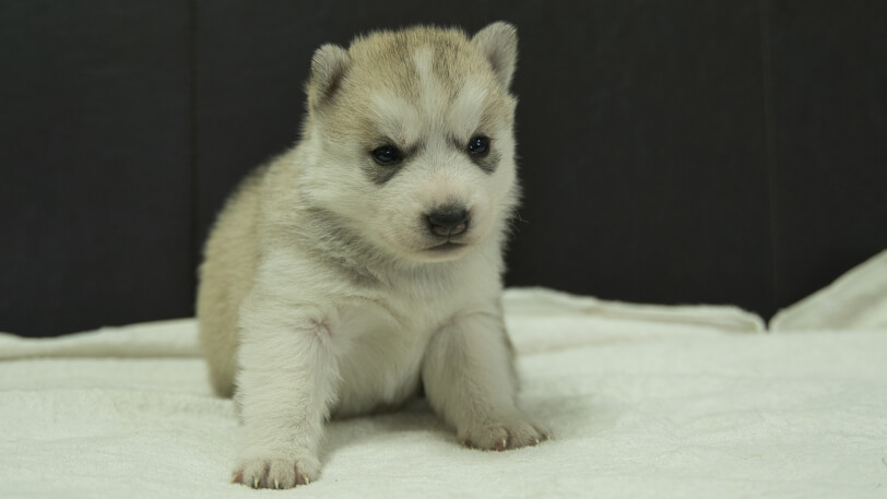 シベリアンハスキー子犬の写真No.202401021正面1月31日現在