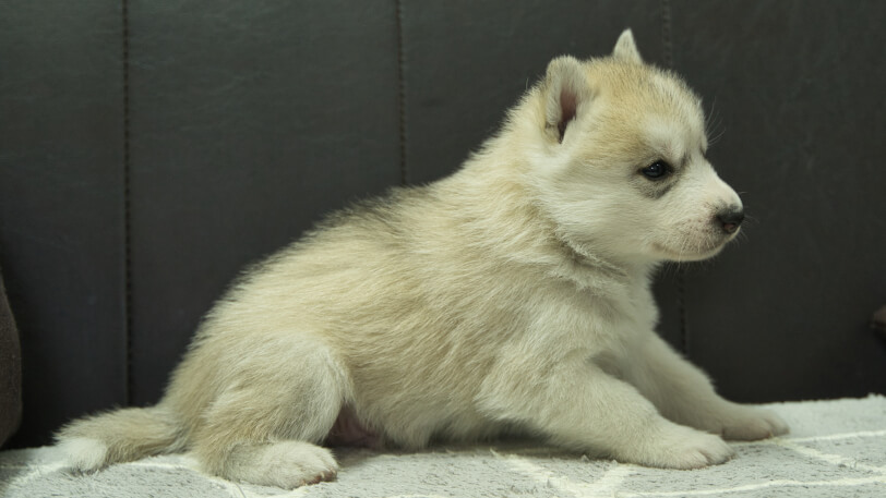 シベリアンハスキー子犬の写真No.202401021右側面2月5日現在