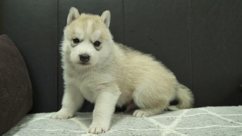 シベリアンハスキー子犬の写真No.202401021-4　2月5日現在