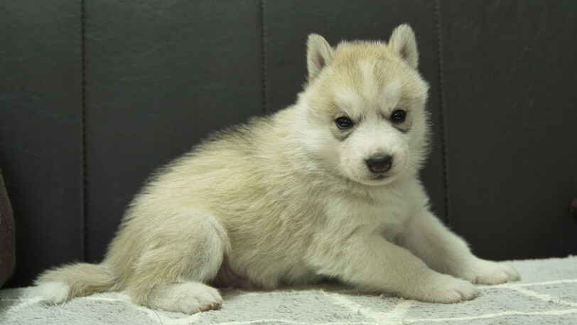 シベリアンハスキー子犬の写真No.202401021-5　2月5日現在