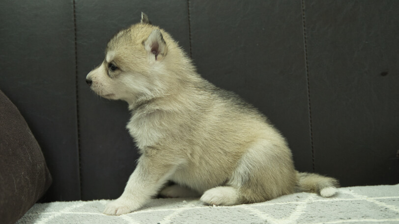 シベリアンハスキー子犬の写真No.202401026左側面2月5日現在