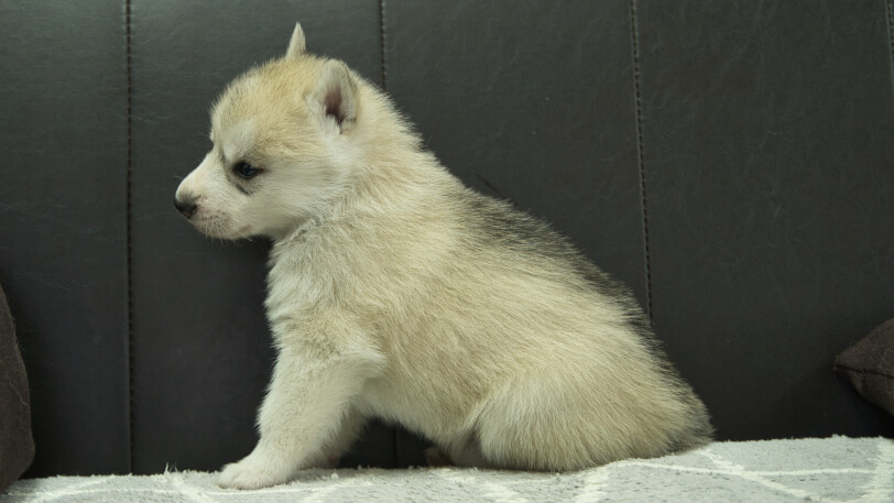 シベリアンハスキー子犬の写真No.202401021左側面2月5日現在