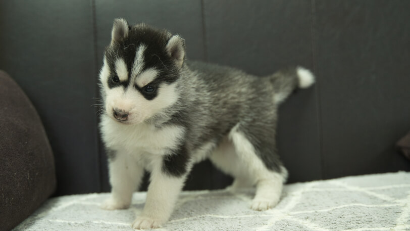 シベリアンハスキー子犬の写真No.202401022-4　2月5日現在