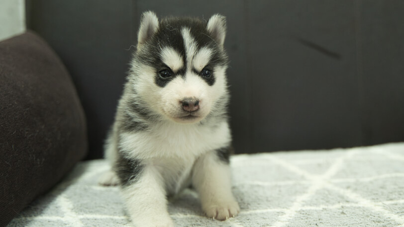 シベリアンハスキー子犬の写真No.202401022正面2月5日現在