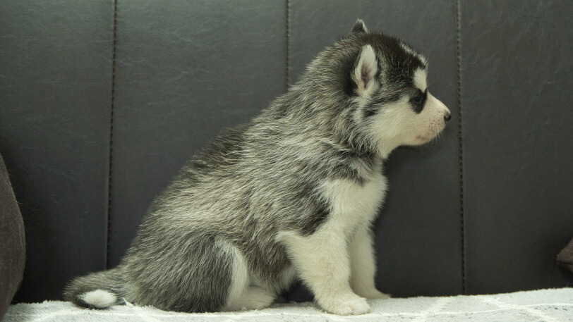 シベリアンハスキー子犬の写真No.202401023右側面2月5日現在