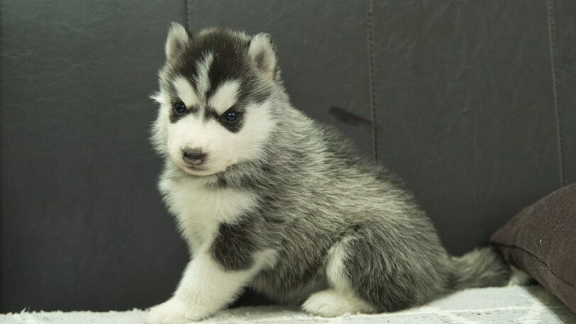 シベリアンハスキー子犬の写真No.202401023-4　2月5日現在