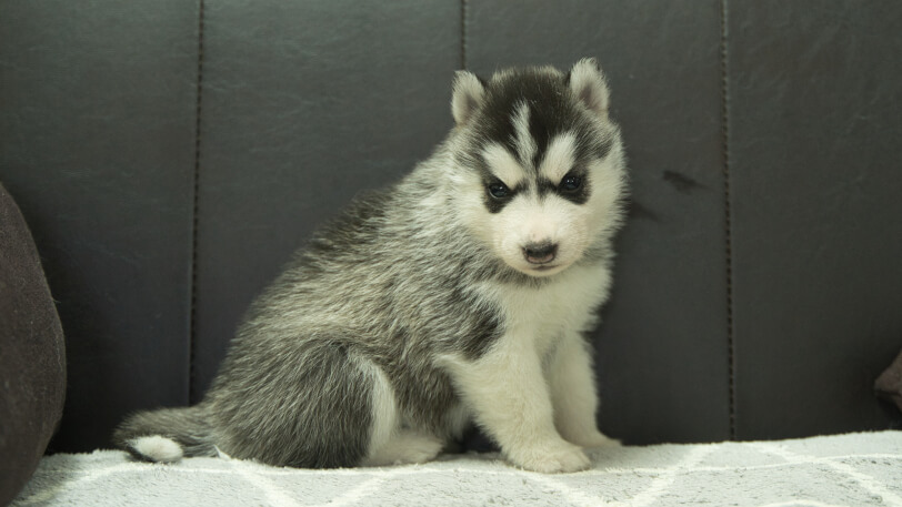 シベリアンハスキー子犬の写真No.202401023-5　2月5日現在