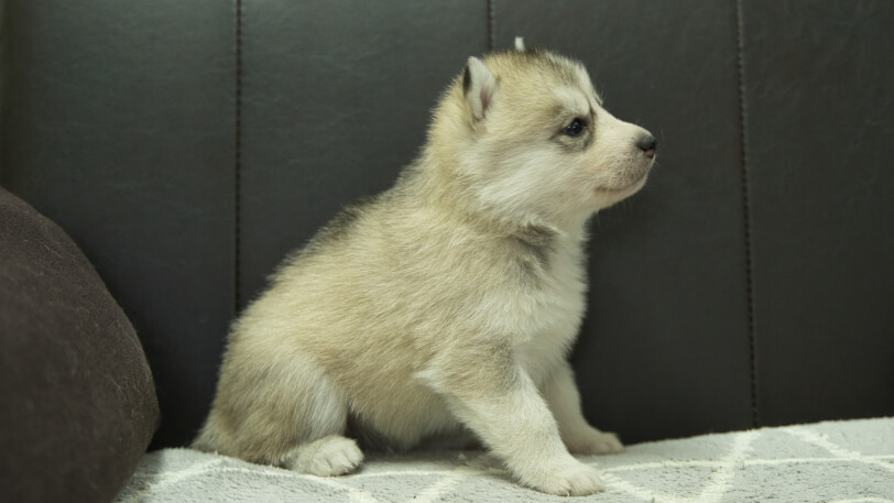 シベリアンハスキー子犬の写真No.202401024右側面2月5日現在