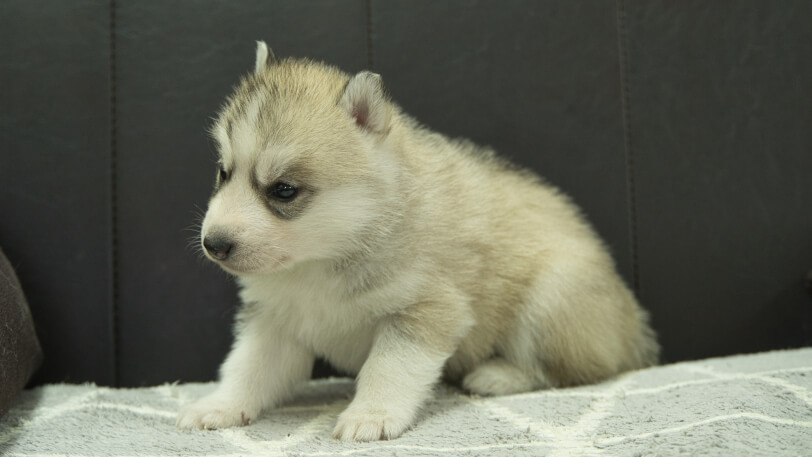 シベリアンハスキー子犬の写真No.202401024-4　2月5日現在
