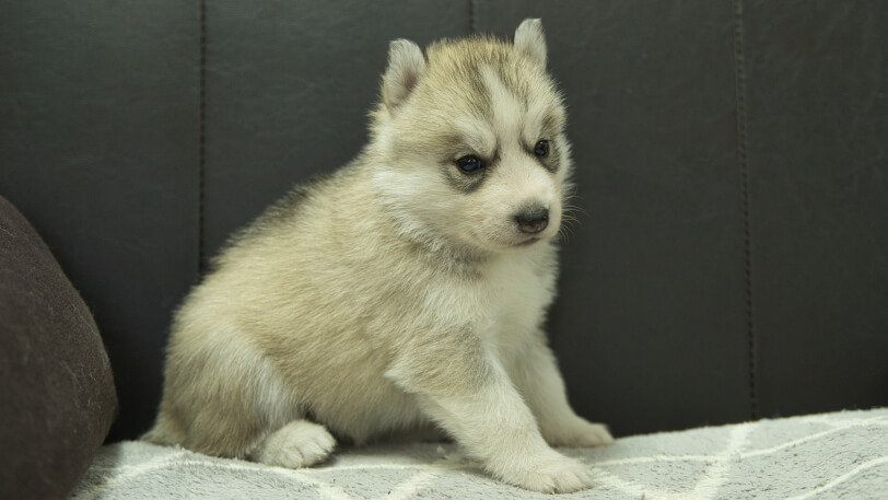 シベリアンハスキー子犬の写真No.202401024-5　2月5日現在