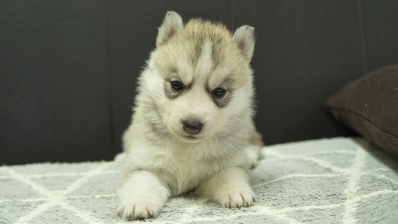シベリアンハスキー子犬の写真No.202401024正面2月5日現在