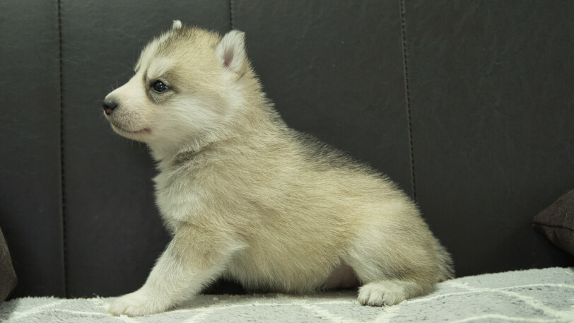 シベリアンハスキー子犬の写真No.202401024左側面2月5日現在