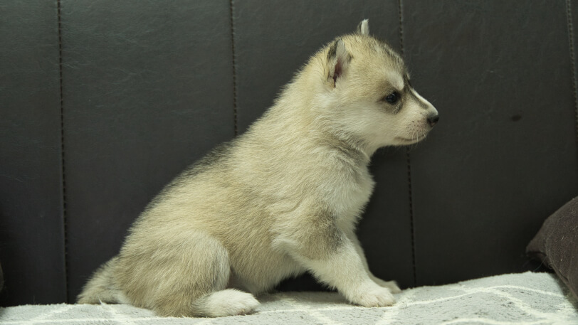 シベリアンハスキー子犬の写真No.202401026右側面2月5日現在