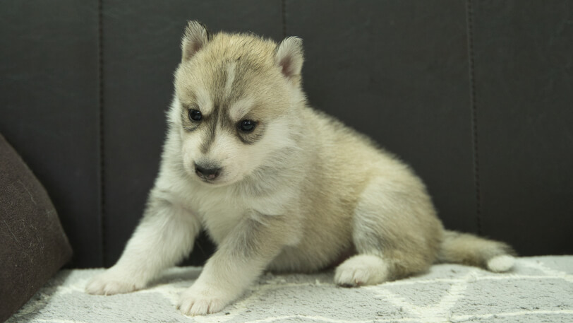 シベリアンハスキー子犬の写真No.202401026-4　2月5日現在