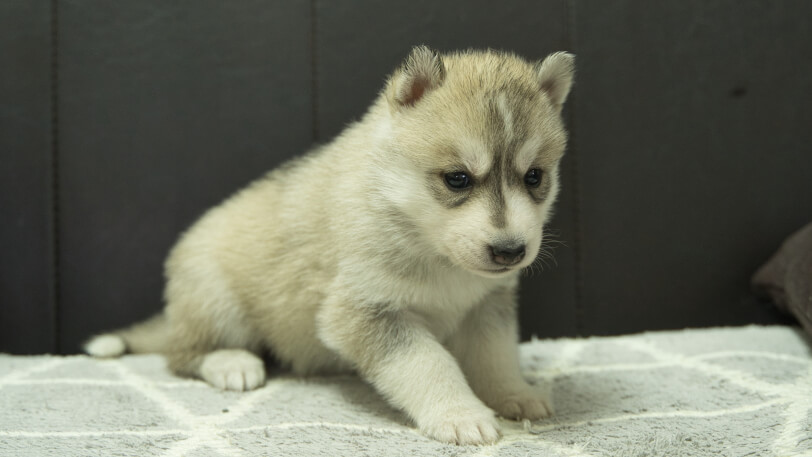 シベリアンハスキー子犬の写真No.202401026-5　2月5日現在