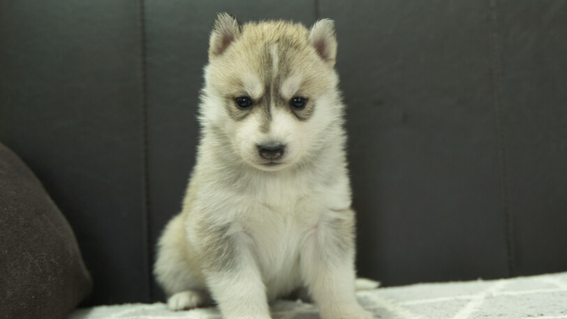 シベリアンハスキー子犬の写真No.202401026正面2月5日現在