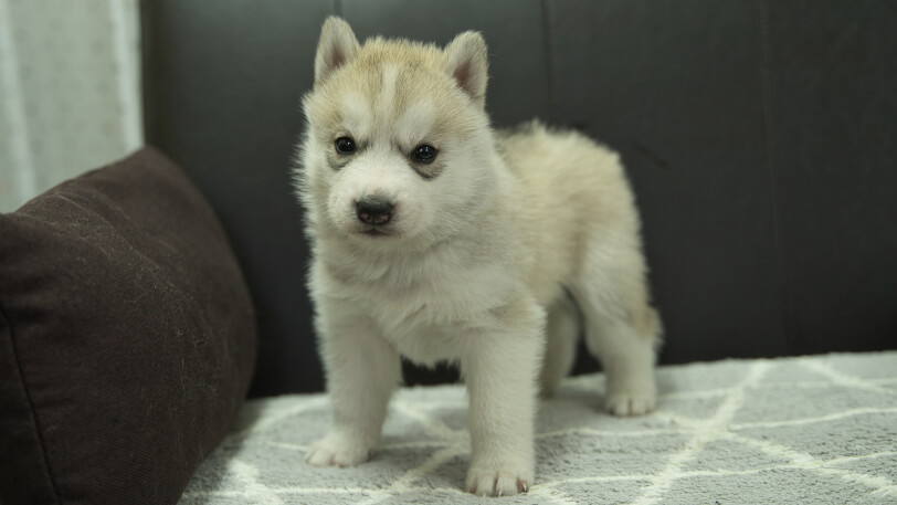 シベリアンハスキー子犬の写真No.202401021正面2月5日現在