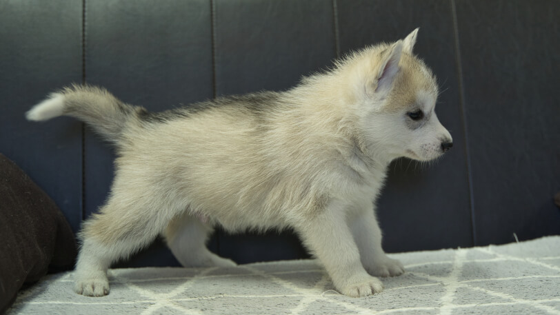 シベリアンハスキー子犬の写真No.202401021右側面2月13日現在