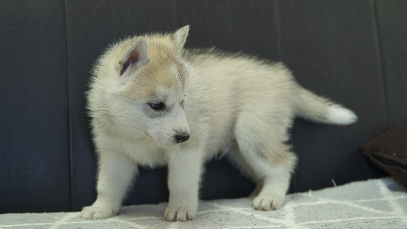 シベリアンハスキー子犬の写真No.202401021-4　2月13日現在