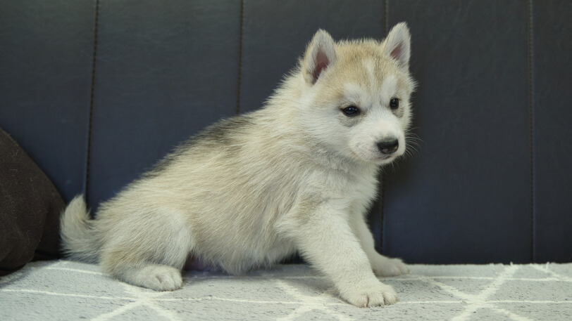 シベリアンハスキー子犬の写真No.202401021-5　2月13日現在