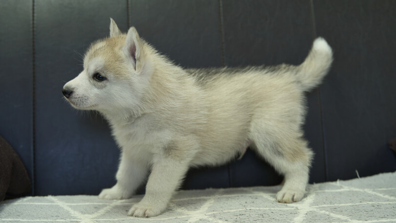 シベリアンハスキー子犬の写真No.202401021左側面2月13日現在