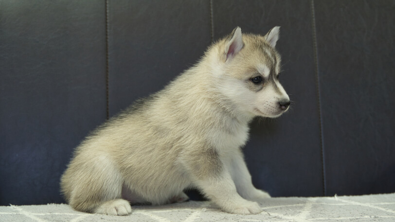 シベリアンハスキー子犬の写真No.202401026右側面2月13日現在