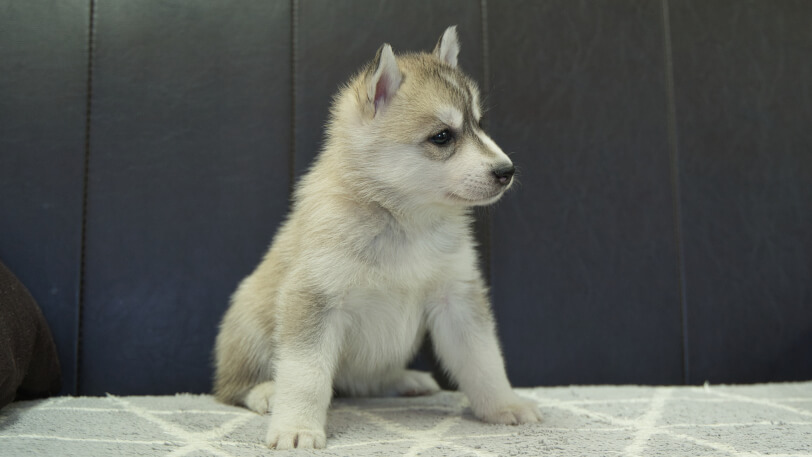 シベリアンハスキー子犬の写真No.202401026-5　2月13日現在