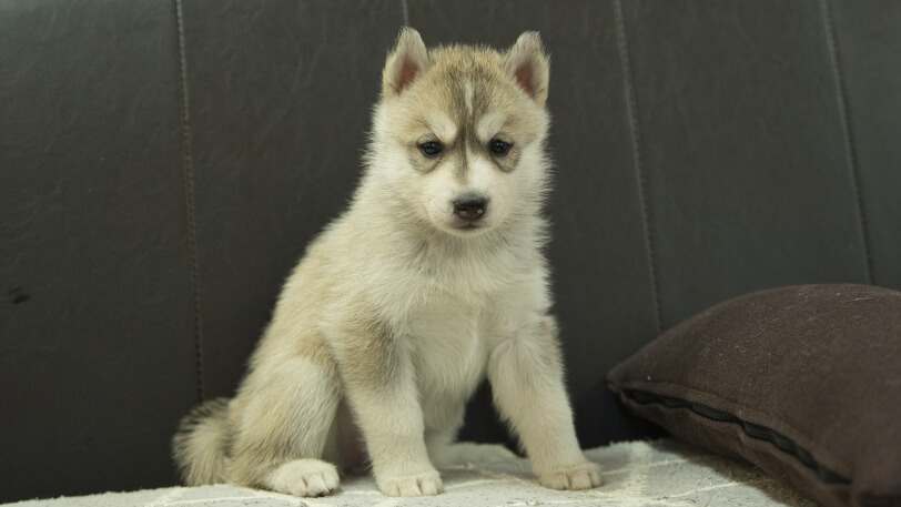 シベリアンハスキー子犬の写真No.202401026正面2月13日現在