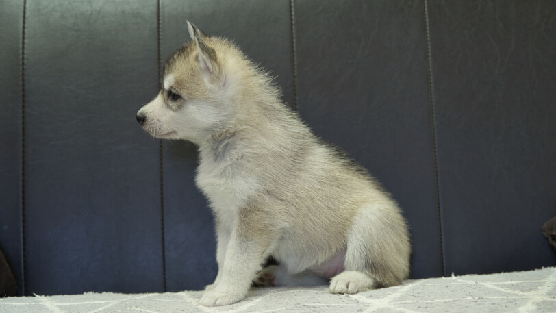 シベリアンハスキー子犬の写真No.202401026
左側面2月13日現在