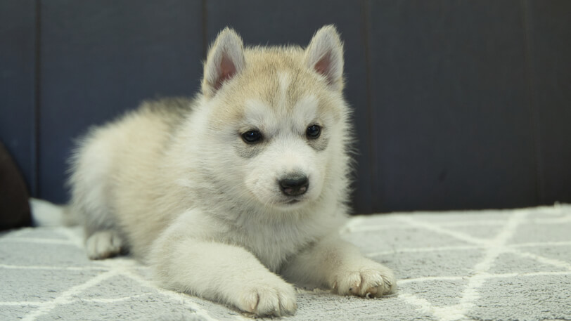 シベリアンハスキー子犬の写真No.202401021正面2月13日現在