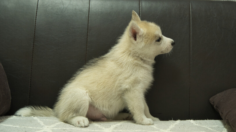 シベリアンハスキー子犬の写真No.202401021右側面2月21日現在