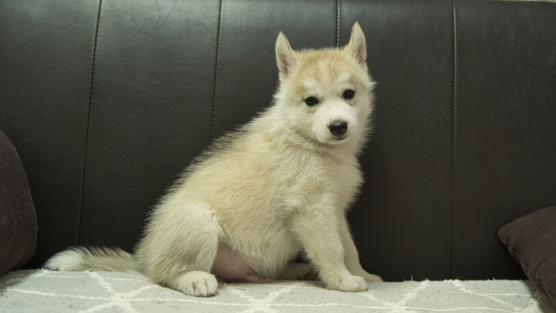 シベリアンハスキー子犬の写真No.202401021-5　2月21日現在