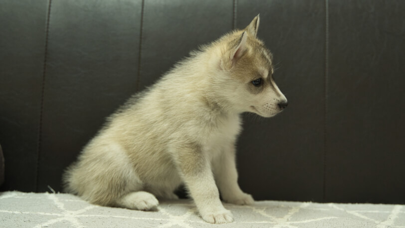 シベリアンハスキー子犬の写真No.202401026右側面2月21日現在