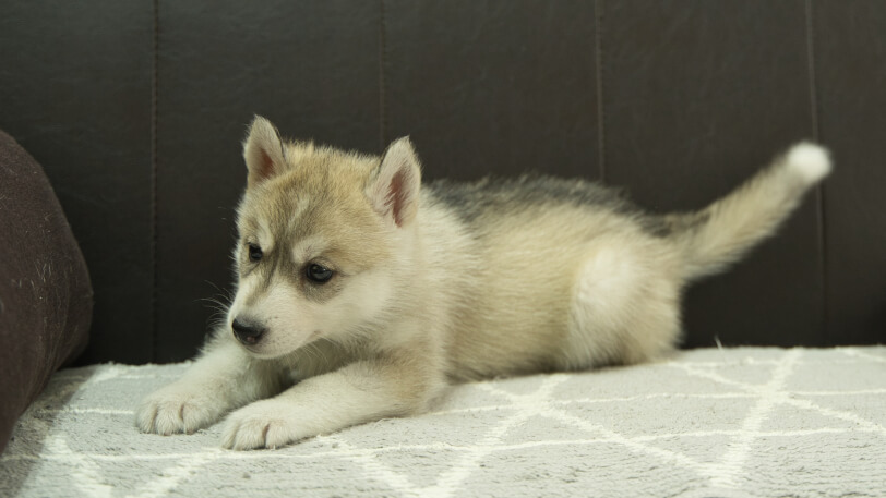 シベリアンハスキー子犬の写真No.202401026-4　2月21日現在