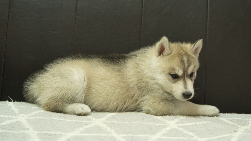 シベリアンハスキー子犬の写真No.202401026-5　2月21日現在