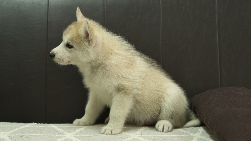 シベリアンハスキー子犬の写真No.202401021-4　2月21日現在