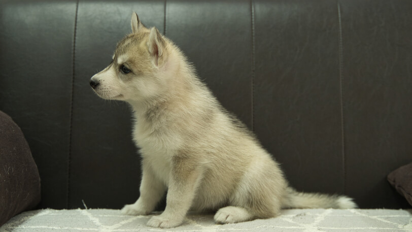 シベリアンハスキー子犬の写真No.202401026左側面2月21日現在