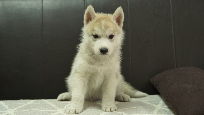シベリアンハスキー子犬の写真No.202401021正面2月21日現在