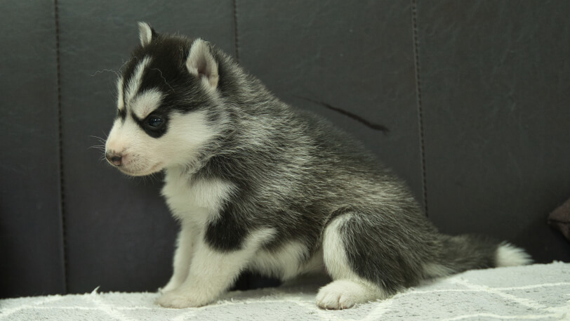 シベリアンハスキー子犬の写真No.202401022左側面2月5日現在