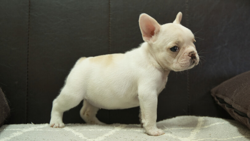 フレンチブルドッグ子犬の写真No.202401151右側面3月8日現在