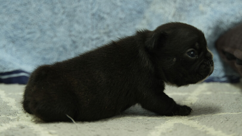 フレンチブルドッグ子犬の写真No.202402091右側面3月8日現在