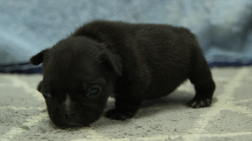 フレンチブルドッグ子犬の写真No.202402091-4　3月8日現在
