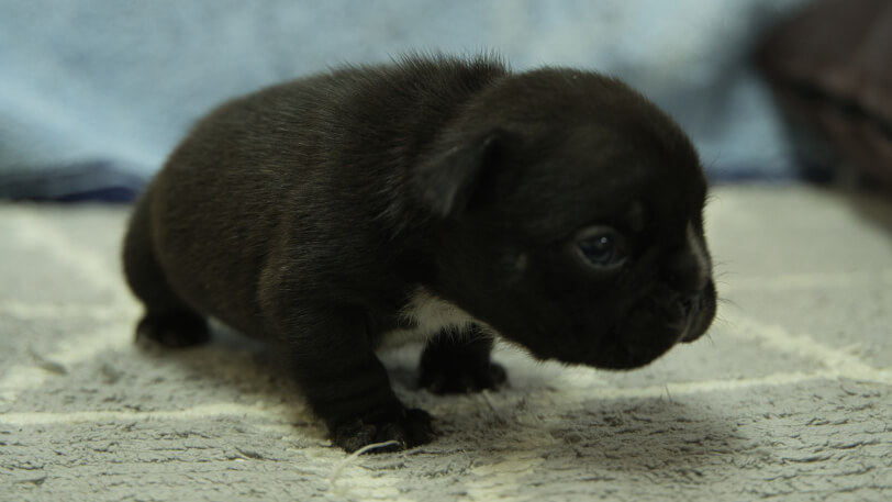 フレンチブルドッグ子犬の写真No.202402091-5　3月8日現在