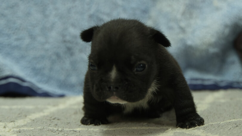 フレンチブルドッグ子犬の写真No.202402091正面3月8日現在