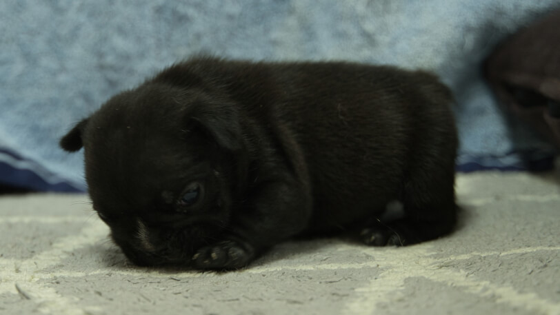 フレンチブルドッグ子犬の写真No.202402091左側面3月8日現在