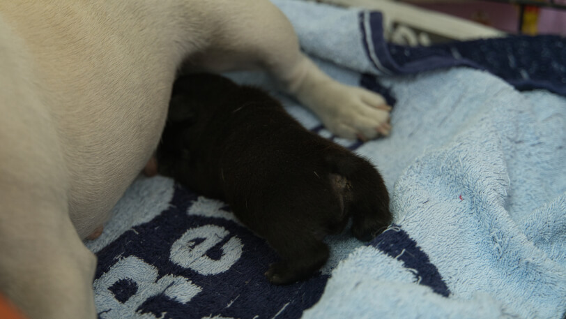 2024年2月9日生まれのフレンチブルドッグの子犬