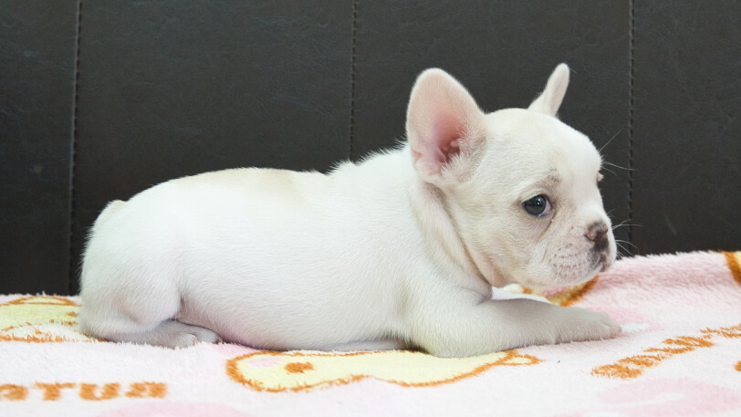 フレンチブルドッグ子犬の写真No.202401151右側面3月17日現在