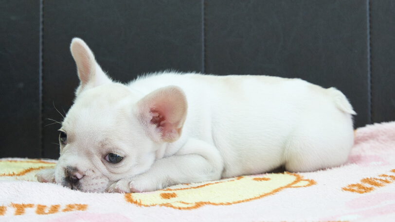 フレンチブルドッグ子犬の写真No.202401151-4　3月17日現在